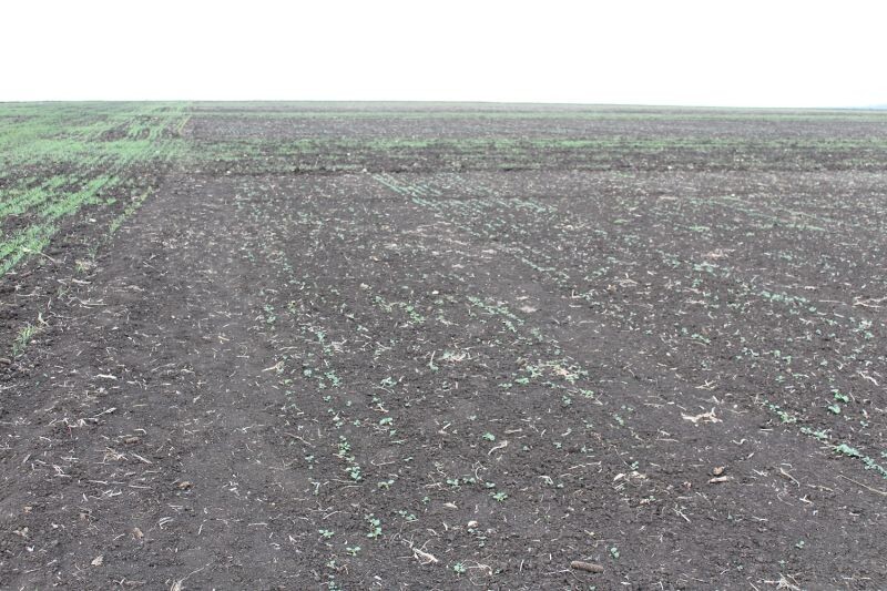 Staținea Pelenia